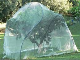 In this installment of let's get growing, learn how to keep birds from eating the fruit off the trees by installing bird netting.from the southwest yard &. Bird Netting Fruit Tree And Garden Netting Against Bird