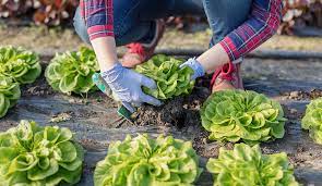 Growing Lettuce A Guide To Planting Harvesting Lettuce