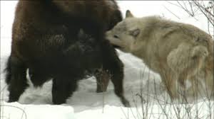 This is one of my first images with my digital cameras and it remains one of my favorite. Wolves Hunting Buffalo Cold Warriors Wolves And Buffalo Nature Pbs Youtube