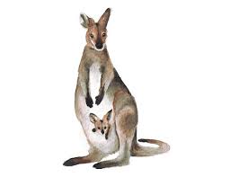 Wallaby And Joey Art Print Watercolor Kangaroo Nursery Art Etsy Nursery Art Australia Kangaroo Illustration Animals