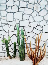 Read reviews written by 10best experts. Photo Diary Palm Springs Ca Palm Springs Cacti And Succulents Plants