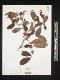 Image result for Xylopia odoratissima