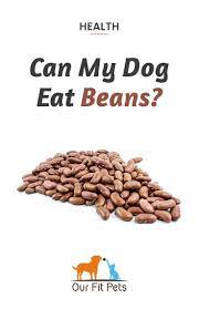 Can My Dog Eat Beans Our Fit Pets Dog Eating Beans Lentils Beans