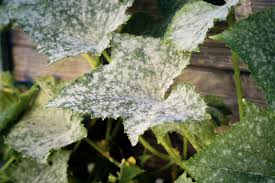 Image result for mildew on cucumbers