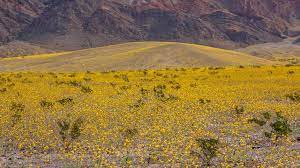 Lush oases harbor tiny fish and refuge for wildlife and humans. Will There Be A 2020 Super Bloom In Death Valley Great Basin School Of Photographygreat Basin School Of Photography
