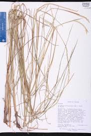 Image result for Elionurus