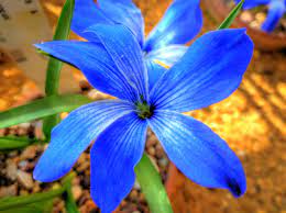 Tecophilaea Cyanocrocus Flower Garden Plants Perennial Plants Plants