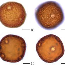 Image result for Triaspis macropteron