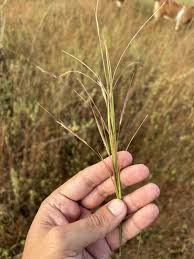 Image result for Andropogon fastigiatus