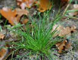 Image result for Isolepis setacea