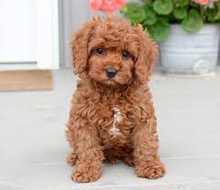 10 Minigoldendoodle Ideas Puppies Cute Dogs And Puppies Cute Puppies