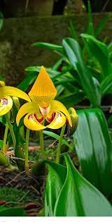 Image result for Bulbophyllum scaberulum