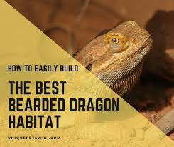 If you have a waste small wooden covered in your house then take it and start working on it. 09 Factors To Create Best Bearded Dragon Habitat Infographic