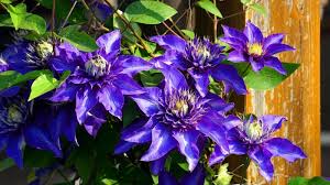 What is pruning group 2 for clematis. How To Prune Clematis And When By Group 1 2 3 Pyracantha Co Uk