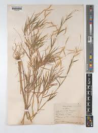 Image result for Pogonatherum paniceum