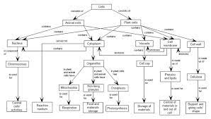 Anatomy Cell Concept Map Answer Key Campus Map Concept Map Cell Structure Cell Transport