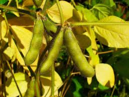 Soybean General Feedipedia