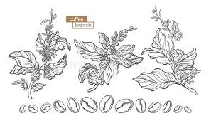 It has many common names including common sowthistle, sow thistle, smooth sow thistle, annual sow thistle, hare's colwort, hare's thistle, milky tassel, milk thistle. Vector Set Of Coffee Tree Branch Stock Vector Illustration Of Element Flower 108768567