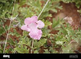 Image result for Dicerocaryum senecioides