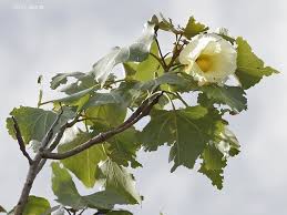 Image result for Thespesia