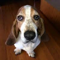 Find basset hound in canada | visit kijiji classifieds to buy, sell, or trade almost anything! Basset Hound Rescue Adoptions