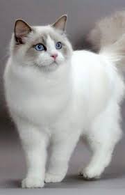 Black And White Ragdoll Cat Ragdoll Cat My Tamoura Was Identical Cute Cats Cat Breeds Cats And Kittens