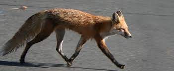 How do i get rid of them? The Best Fox Deterrents And Repellents Keep Foxes Out Forever