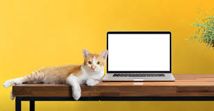 Whilst some cats can be high maintenance, others simply need a litter box, clean water and some food. Using Technology To Keep Track Of Your Cat The Catington Post