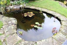 Check spelling or type a new query. Pin On Garden