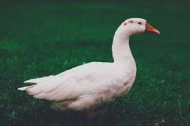 Maybe you would like to learn more about one of these? 8 Things To Consider Before Raising Geese