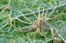 Image result for Botrytis cinerea