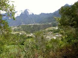 Image result for Pavonia columella