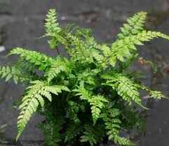 Image result for Polystichum