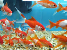 Petco's fish store associates can help you find the right live pet fish for your unique needs. Pet Shop Pet Store Pet Accessories Pets For Sale Toormina