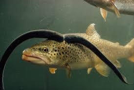 Digitale bestandserfassung und virtuelle rundgänge Sfv Fsp Schweizerischer Fischerei Verband Neun Geschichten Uber Neunaugen