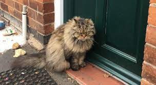 It was first celebrated in 2002 aiming at cat conservation by the international fund for animal welfare. The Best Cat Memes To Celebrate International Cat Day Exbulletin