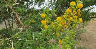 Image result for Acacia karroo