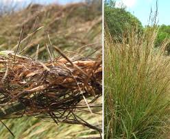 Image result for Heteropogon contortus