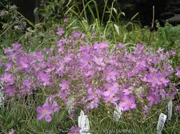 Image result for Talinum tenuissimum