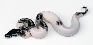 Albino Black Axanthic Ball Python Axanthic Pied Ball Python Ball Python Morphs Ball Python Snake