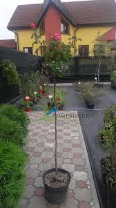 Pret trandafiri pe trunchi gama larga de culori. Trandafir Englezesc Trunchi Inalt 1 5 M