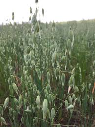 Image result for Avena sativa