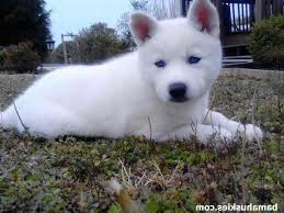 Baby husky puppies for sale near me. All White Husky Puppy For Sale Near Me Novocom Top