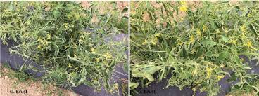 Paul, mn, usa (in press) martelli g.p., castellano m.a., lafortezza r., 1993. Odd Symptoms In Tomato Plants Turn Out To Be Viruses University Of Maryland Extension