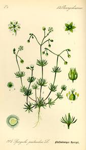 Image result for Spergula arvensis