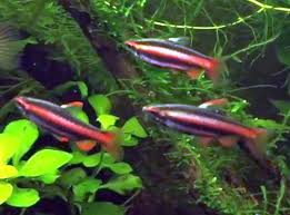 Nannostomus mortenthaleri, commonly known as the coral red pencilfish, is a freshwater species of fish belonging to the characin family lebiasinidae. Coral Red Pencilfish Nannostomus Mortenthaleri Tropical Fish Keeping