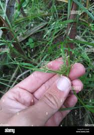 Image result for Cyperus ferrugineoviridis