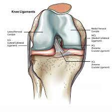 The medial anatomy of the knee consists of several layers of structures that work together to provide stability and function. Treatment With Dr Farr Orthoindy Surgeon