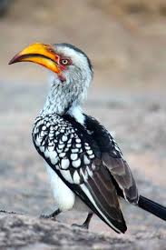 Like Zazu From The Lion King Kruger National Park South Africa Travel Paradise Divine Africa Beautiful Birds South African Birds Nature Birds