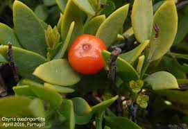 Image result for Osyris compressa